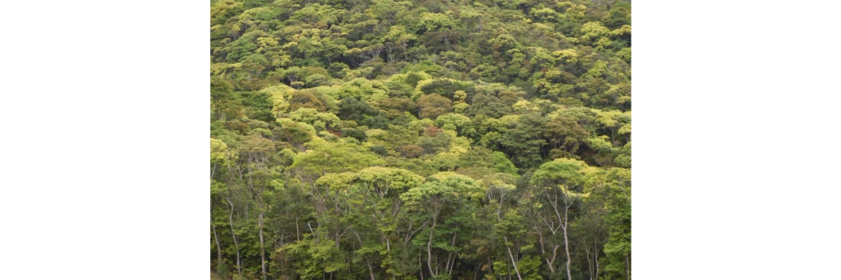 生物多様性の高いやんばるの森(2017年沖縄大会エクスカーション)