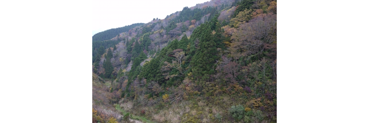 佐渡ヶ島のスギの自然林(2014年新潟大会エクスカーション)