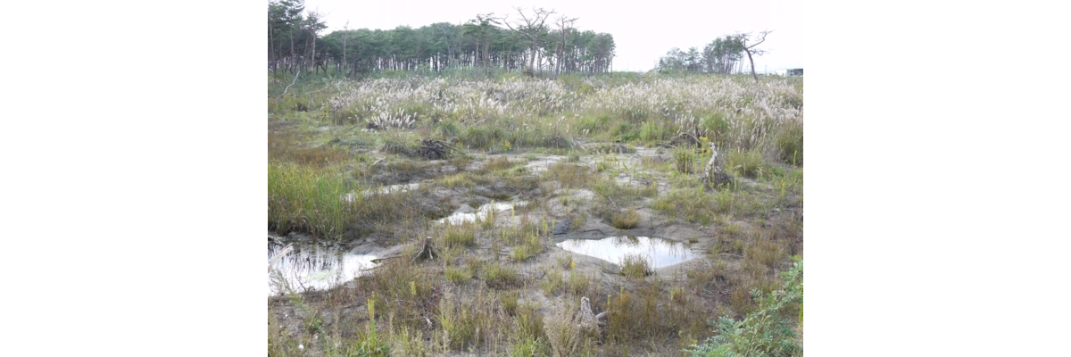 津波によってできた湿地(2013年仙台大会エクスカーション)